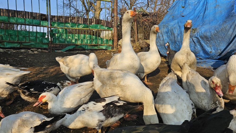 Gęsi białe Swojskie