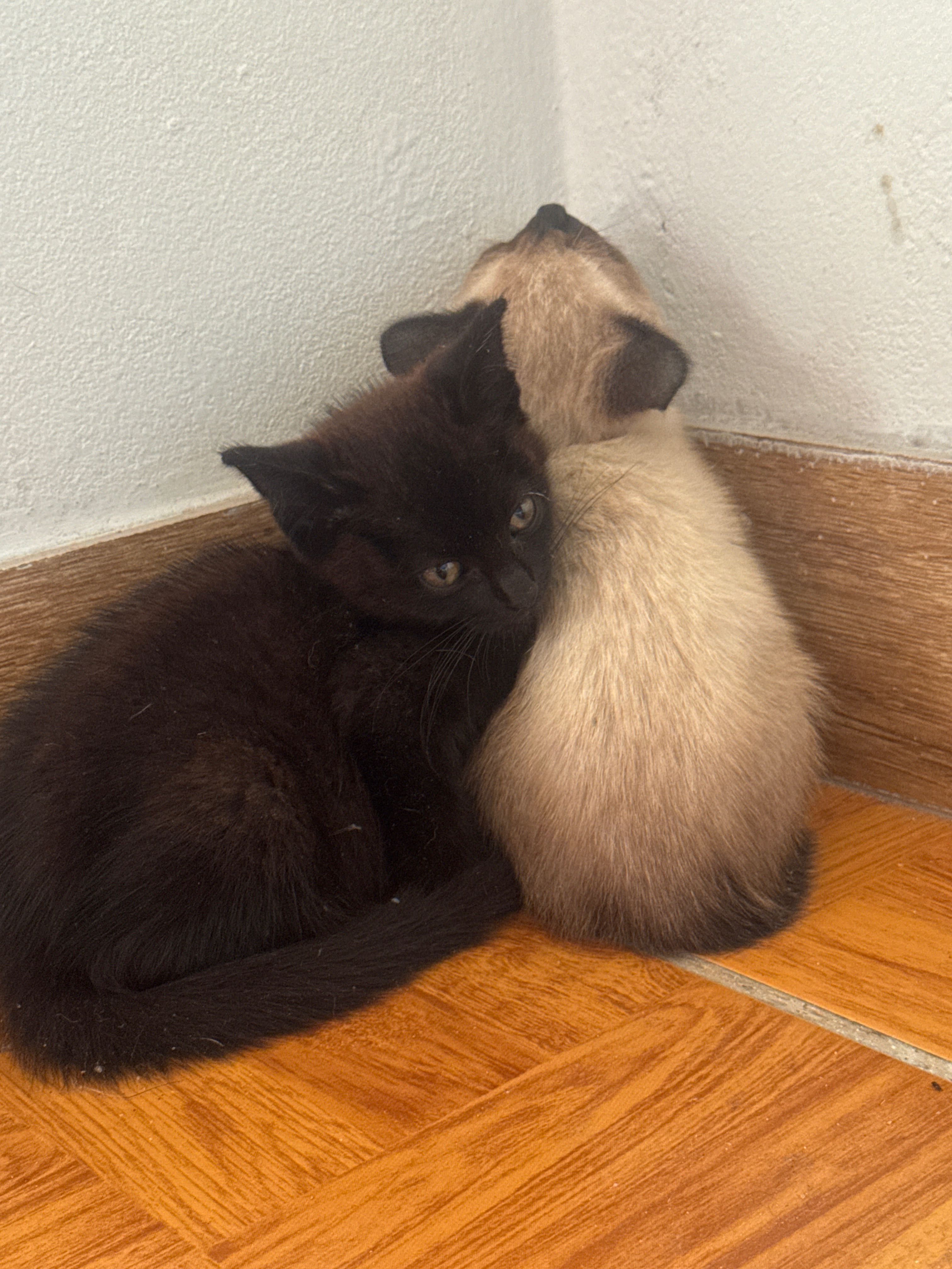 Gatinhos bebés para adoção