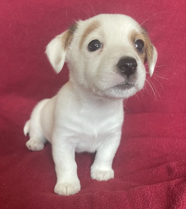 Цуценя Джек Рассел терʼєр. Хлопчик