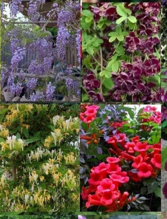 Акебия лиана, жимолость глицини, кампис, роза, мн