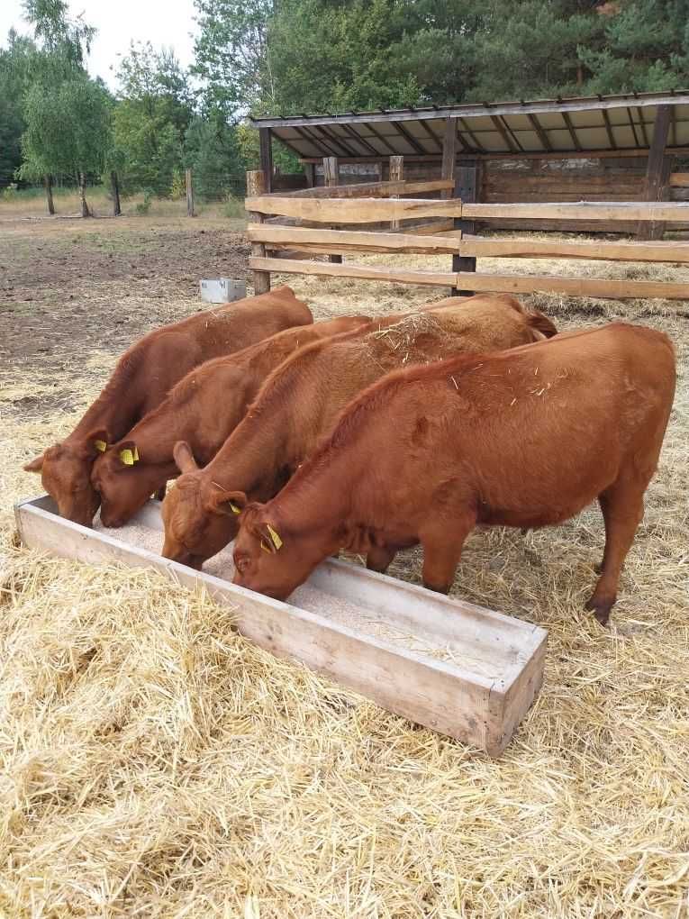 Jałowka  Angus sto procent rasy