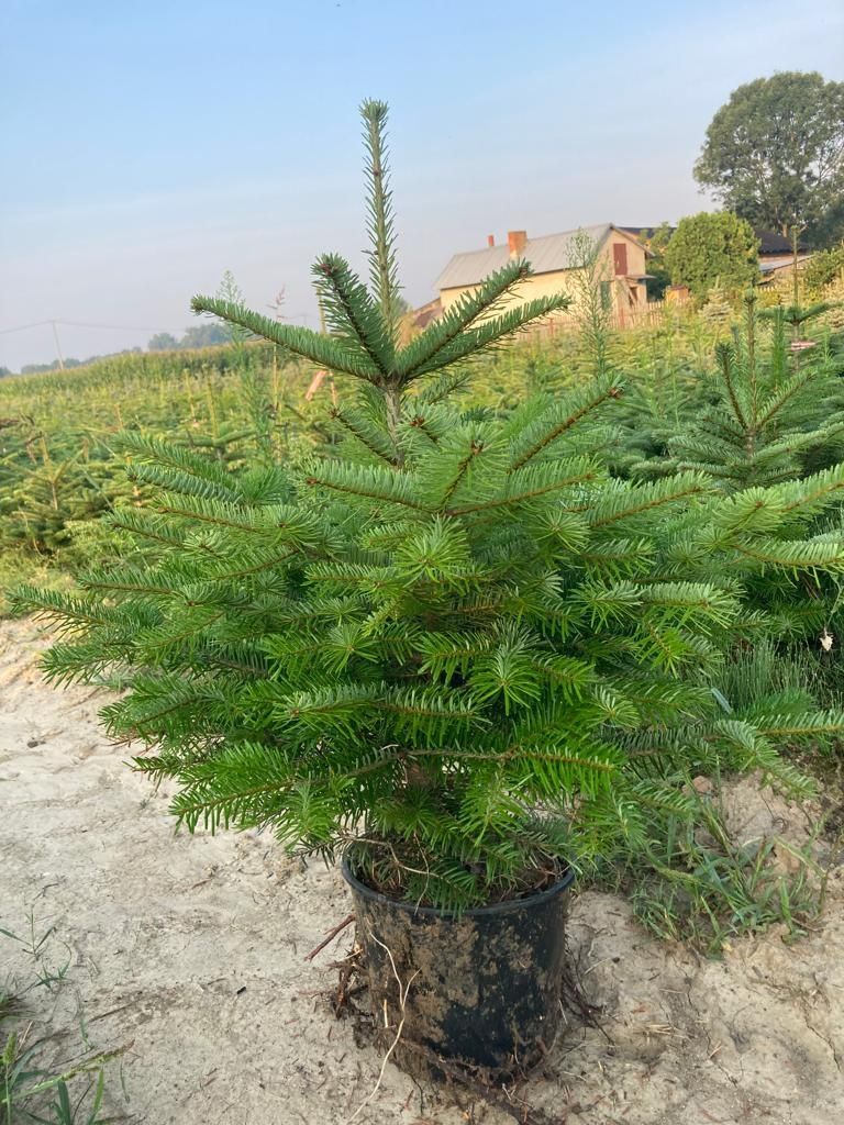 Jodła kaukaska plantacja choinki różne wysokości