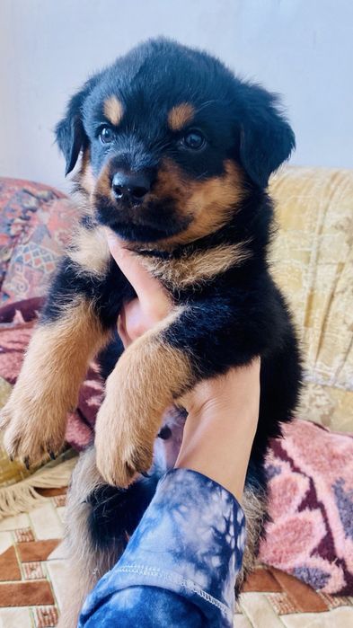 Чистокровные щенки ротвейлера мальчики и девочки