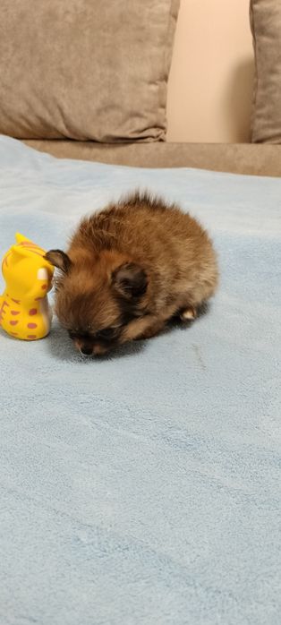 Дівчуля красотуля