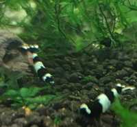 Krewetka caridina panda Aquafizz Creative