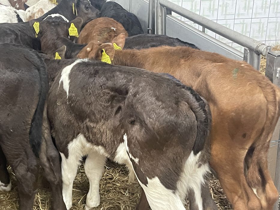 Cielaki byczki jałóweczki