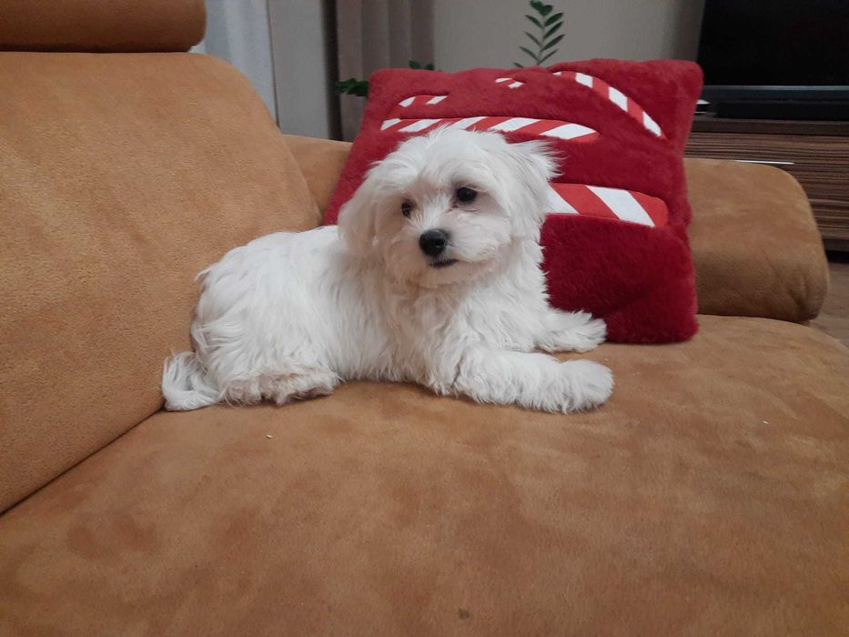 Śliczna sunia  Maltanczyk