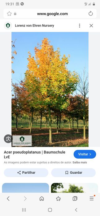 Sementes de acer pseudoplatanus