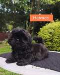 ShihTzu piesek Hermes