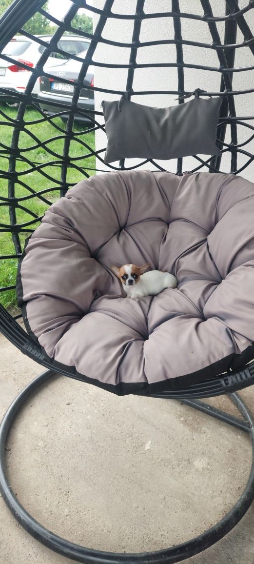 ZAREZERWOWANY !!! Mini maluszek Chihuahua