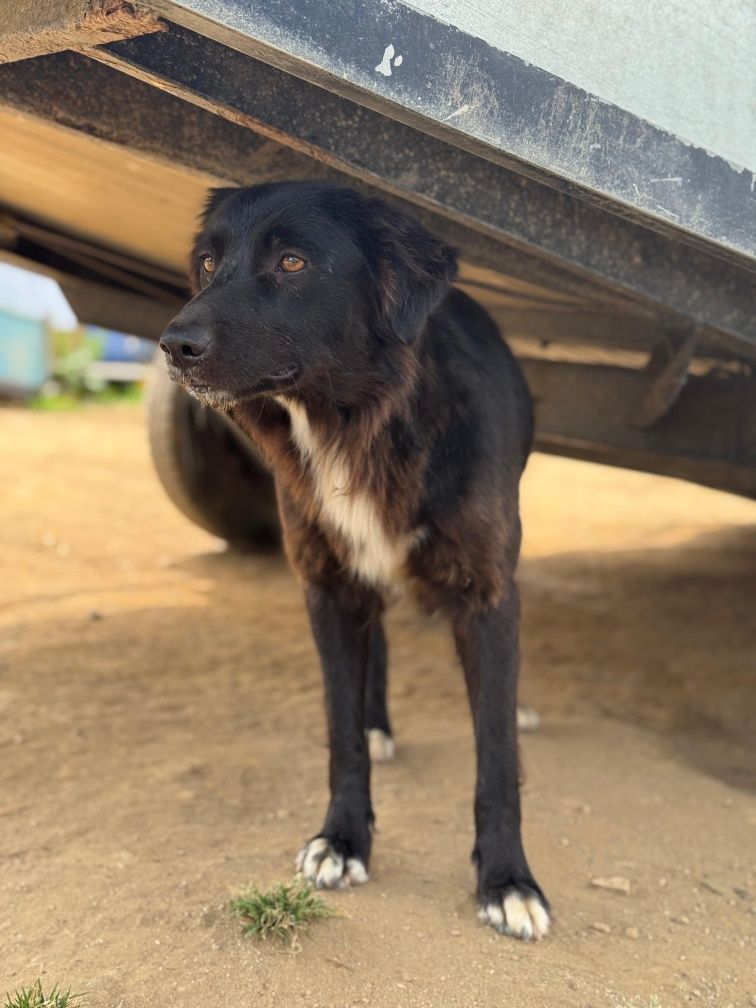 Border Collie fêmea