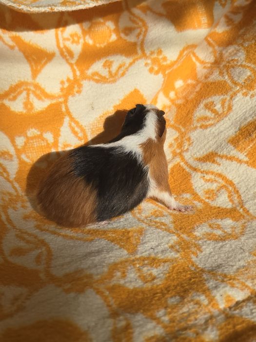 Nowy Miot Świnki morskie/kawia domowa młode samczyki