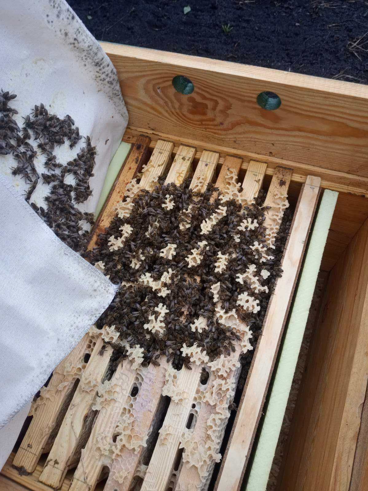 Бджолопакети пчелопакеты пчел  із своєї пасіки в наявності