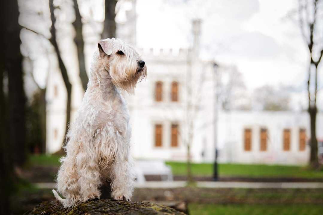 Irish soft coated wheaten terrier - terier pszeniczny ZKwP/FCI