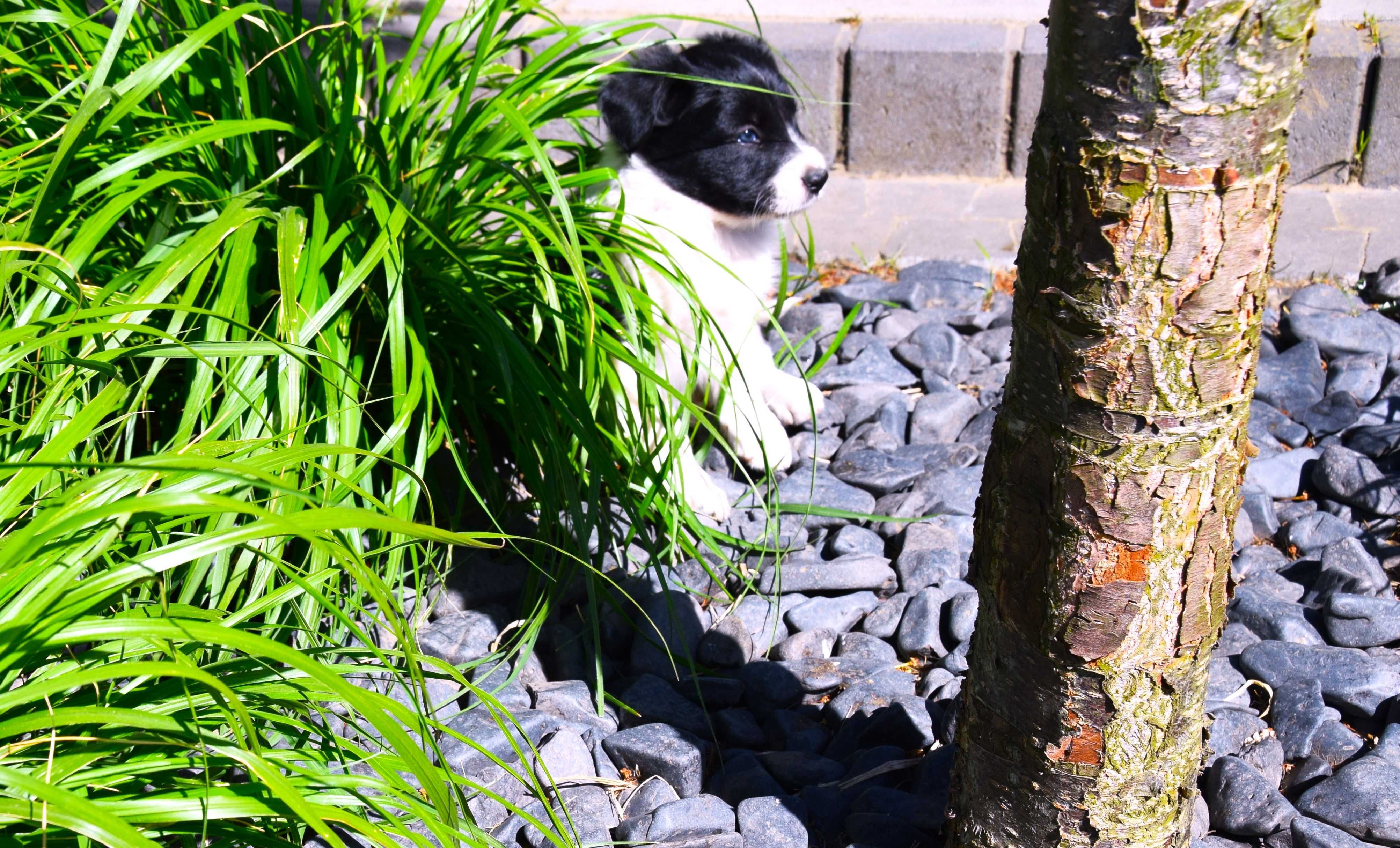 piesek Border Collie