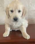 Golden Retriever menino com Lop