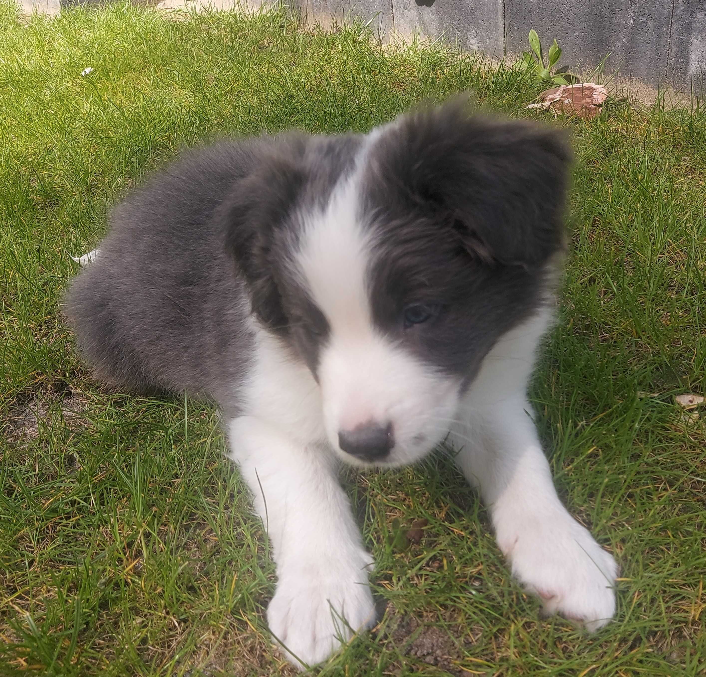 border collie blue-white, pełna dokum., badania gen., DNA