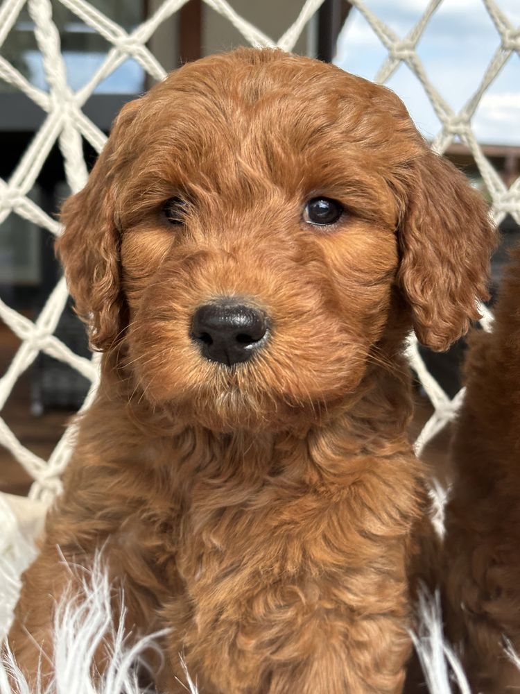 Goldendoodle suczka unikat