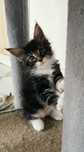 Maine Coon - kotek srebrny z bielą