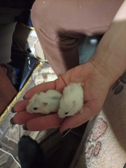 Хом'яки джунгарики