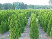 Thuja 'Smaragd' Tuja 150cm Sosnowiec