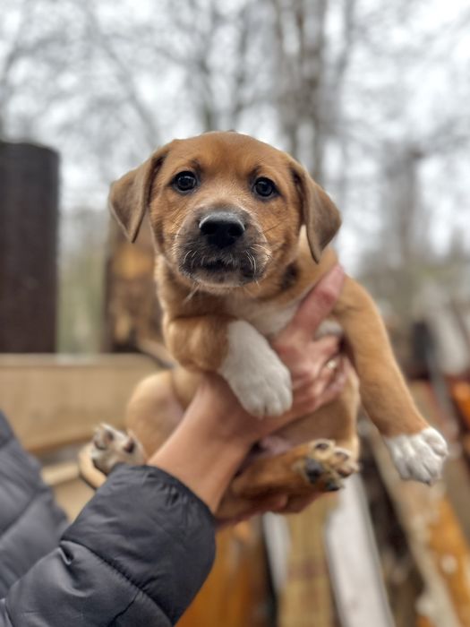 Щенки в добрые руки