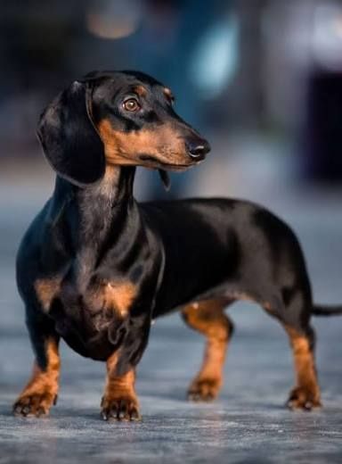 Такса дівчинка породиста