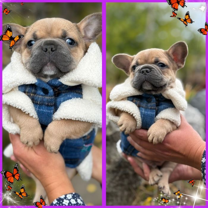 Чарівний красень