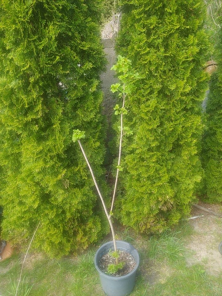 Sadzonka Kaliny. 130 cm