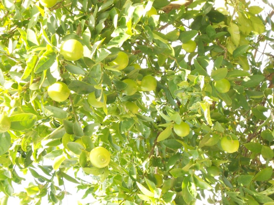 Limas Fruto Tipo Biologicas Entrega