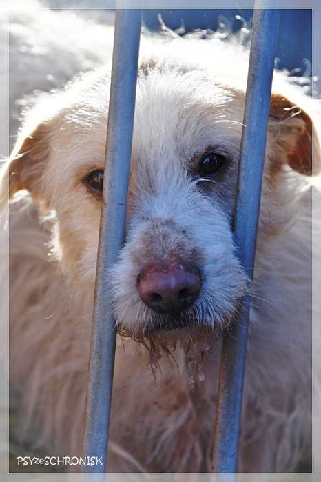 Baca - kudłaty wesołek chce dać Ci swoje serce