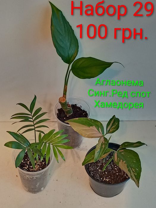 Предлагаю наборы цветов по 100 грн.