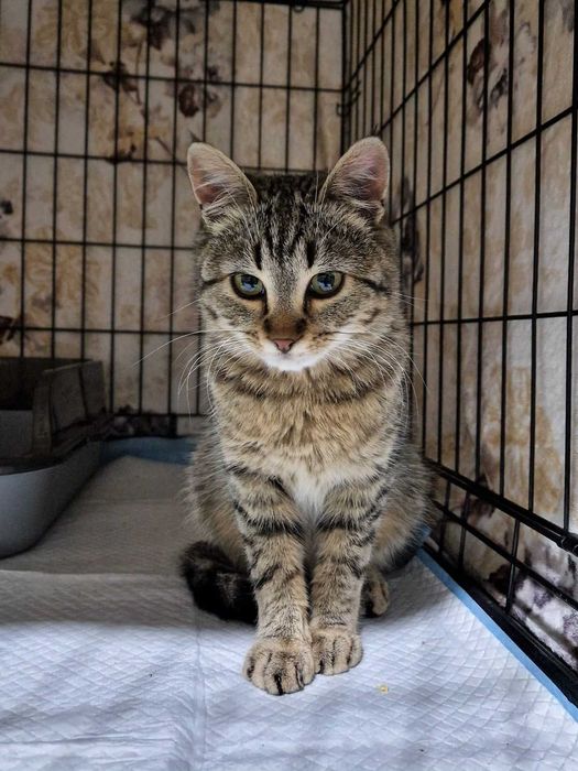 Calineczka i Lepik. Parka kotów do domu wychodzącego