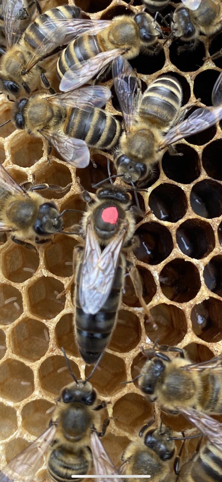 Бджоломатки "Карпатка" 2024