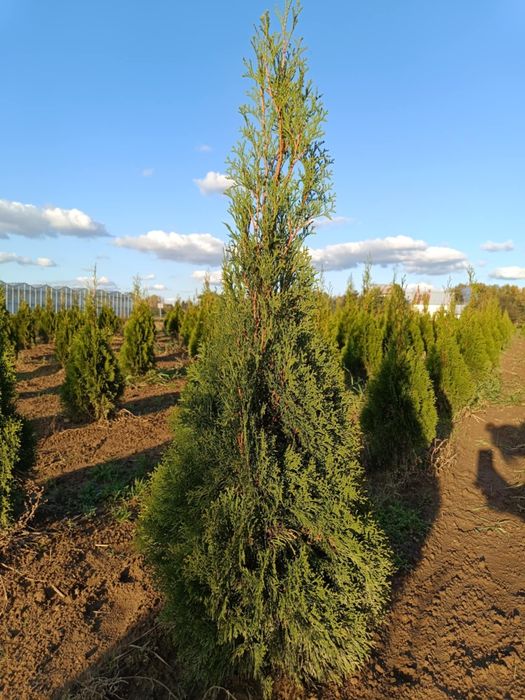 Tuja thuja Szmaragd