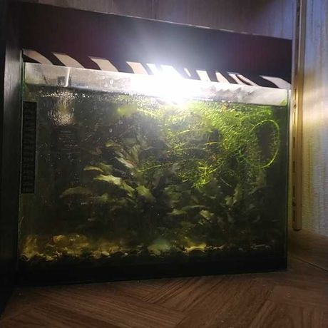 Продам аквариум с рыбками.