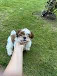 GOTOWY Shih Tzu czteropokoleniowy rodowód
