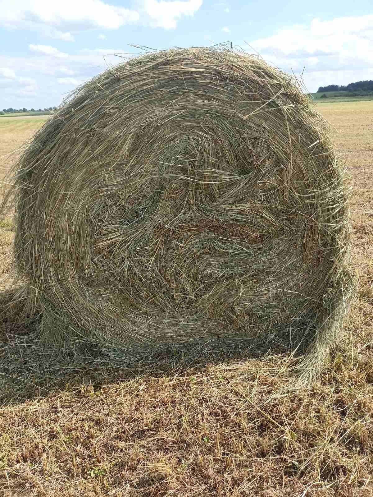Сіно горбове,лугове,