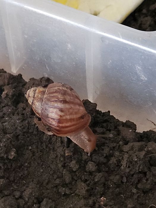 Slimaki afrykańskie