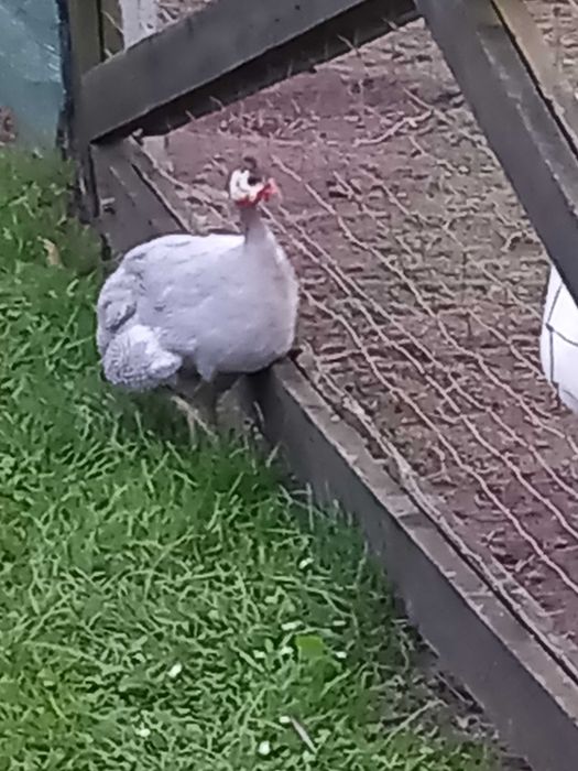 Perlice perliczki kury koguty