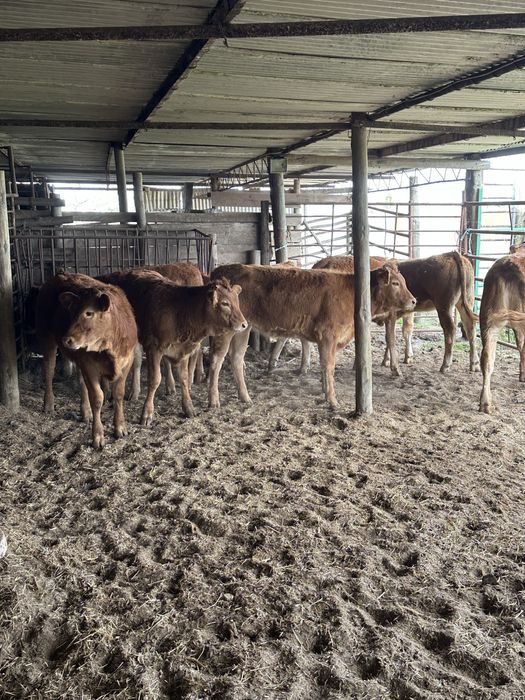 Vitelas limousines e charolesas