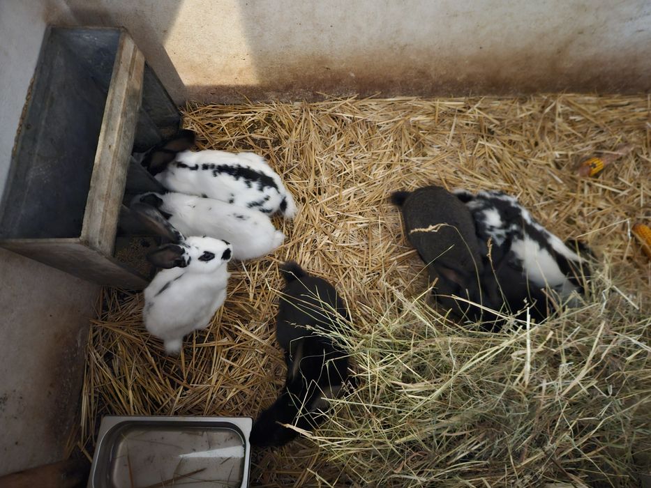 Króliki Srokacze niemieckie