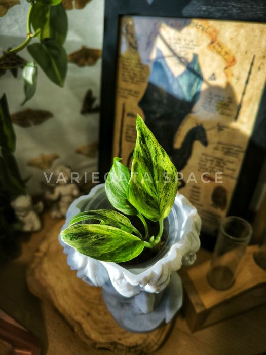 Scindapsus Blue albo Salaka Indonezja variegata