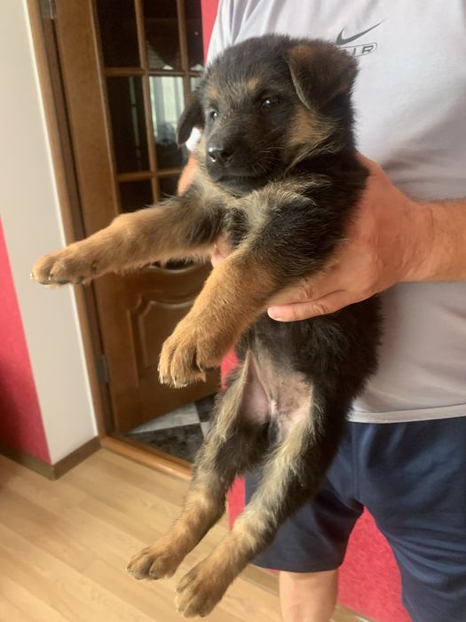 Продам цуценят Німецької вівчарки