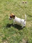 Gotowa do odbioru suczka Jack Russell gładkowłosa