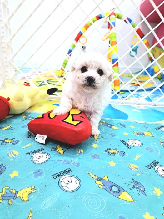 szczenię bichon frise  samiec z rodowodem FCI- top linie po Zw,Świata