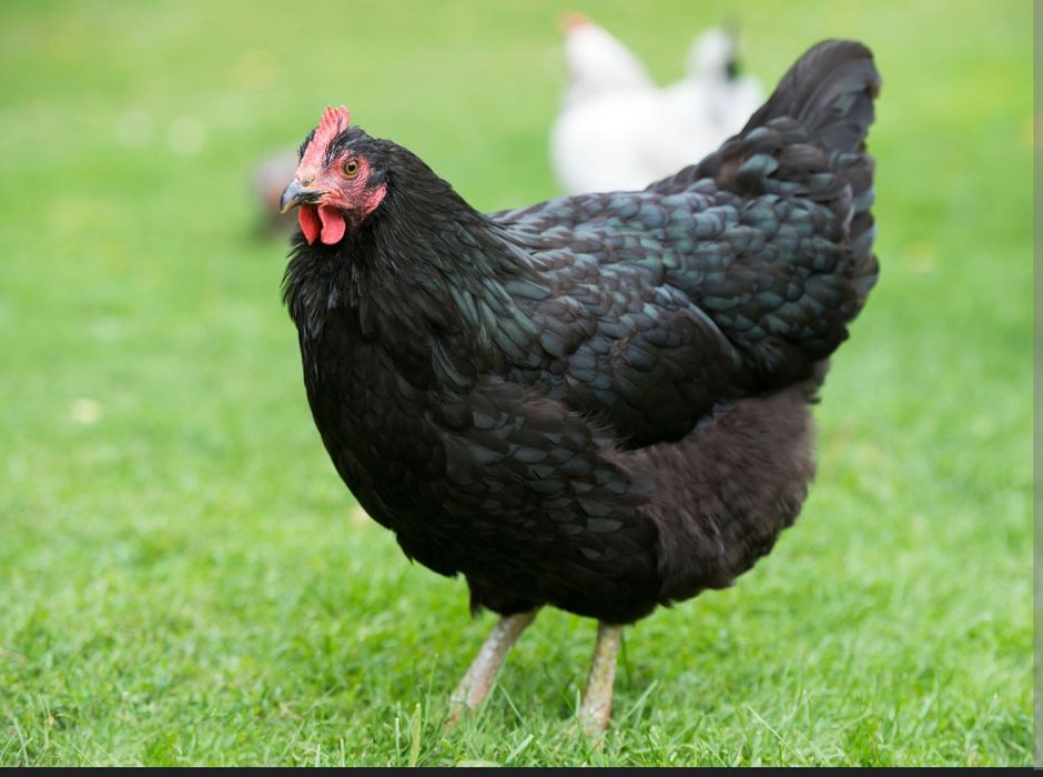 Продам і/я кур м'ясояєчних кросів