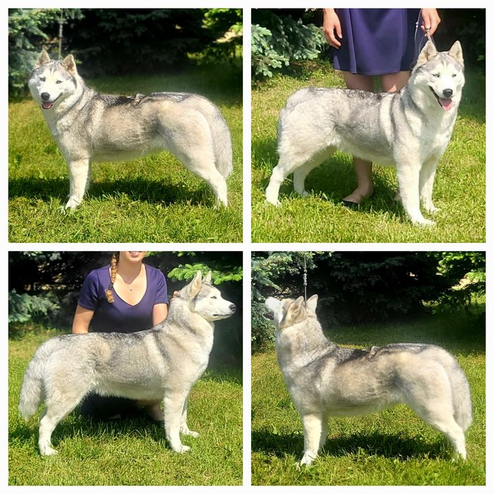Szczenię siberian husky ZKwP FCI szczeniak haski rodowód po champion