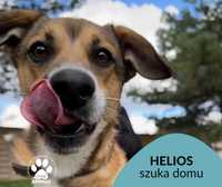 Znaleziono rudego psa-Helios gotowy do adopcji!