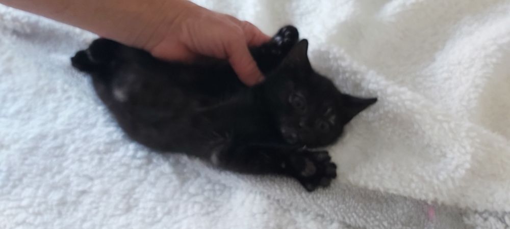 Gatinhos bebés para adoção